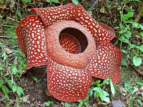 Detail Gambar Bunga Rafflesia Nomer 10