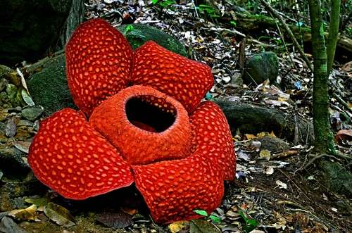 Detail Gambar Bunga Rafflesia Arnoldi Nomer 15