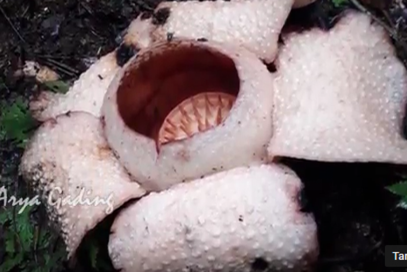 Detail Gambar Bunga Rafflesia Arnoldi Nomer 33