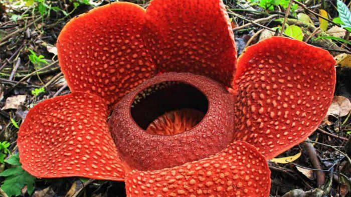 Detail Gambar Bunga Rafflesia Arnoldi Nomer 38