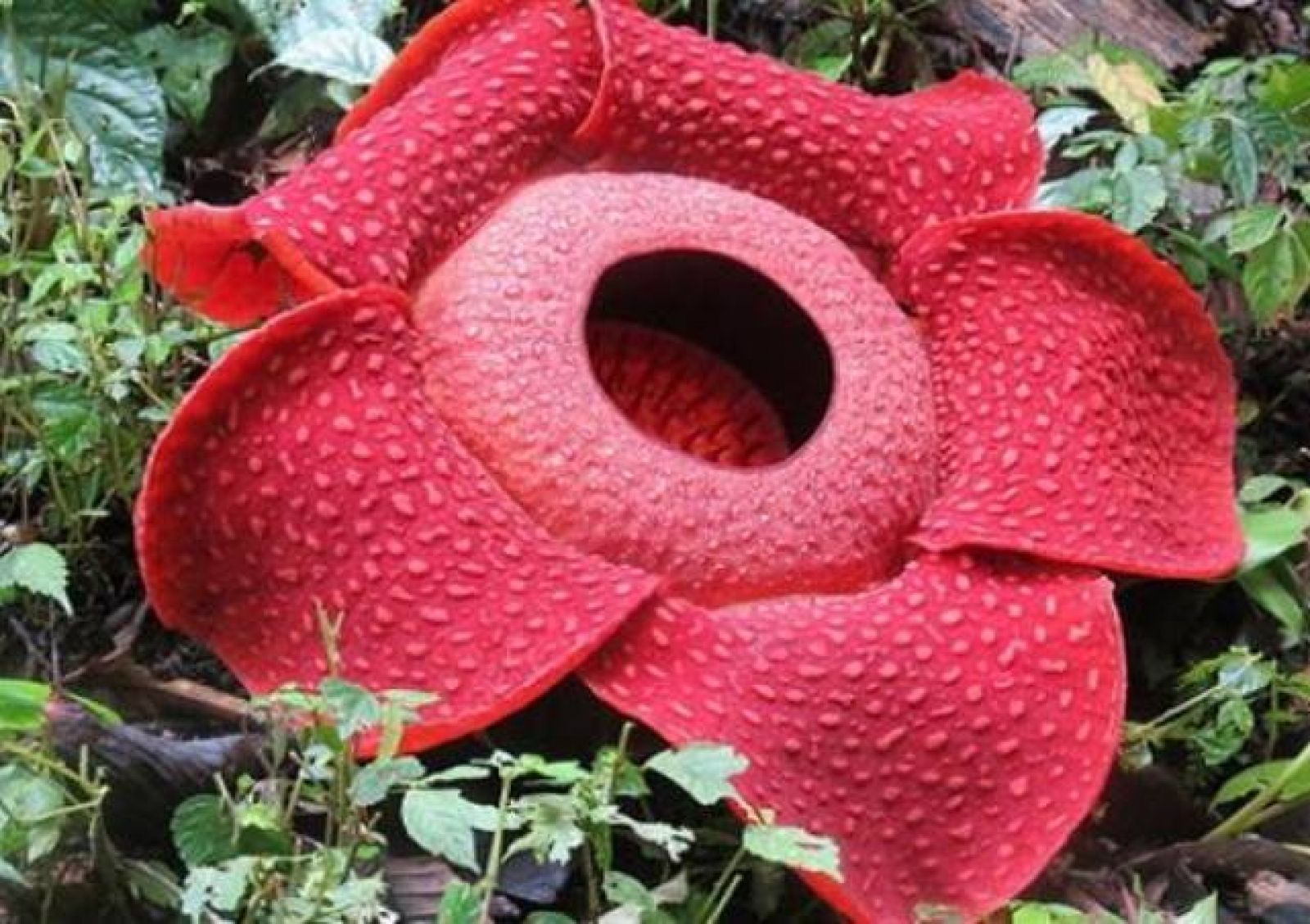 Detail Gambar Bunga Rafflesia Arnoldi Nomer 43