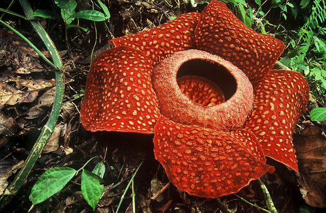 Detail Gambar Bunga Rafflesia Arnoldi Nomer 46