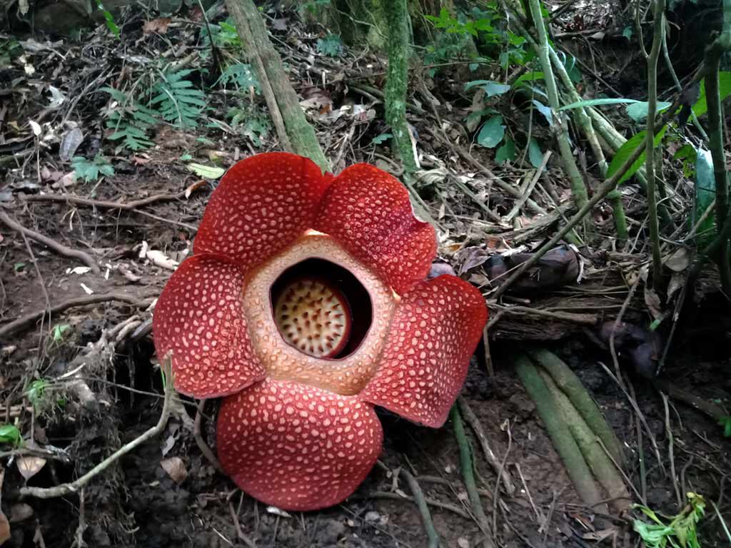 Detail Gambar Bunga Rafflesia Arnoldi Nomer 48