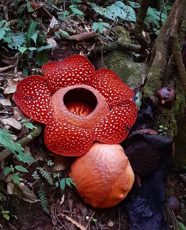 Detail Gambar Bunga Rafflesia Arnoldi Nomer 49