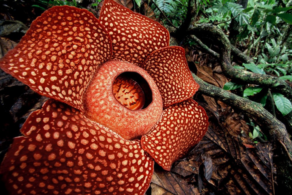 Detail Gambar Bunga Rafflesia Arnoldi Nomer 50