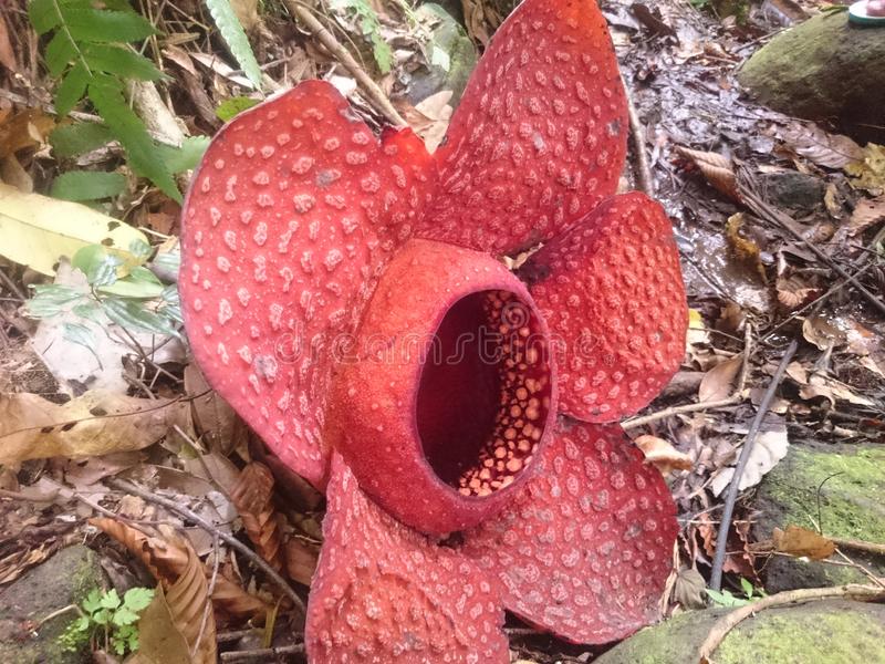 Detail Gambar Bunga Rafflesia Arnoldi Nomer 54