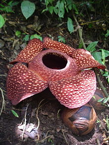 Detail Gambar Bunga Rafflesia Di Sabah Nomer 11