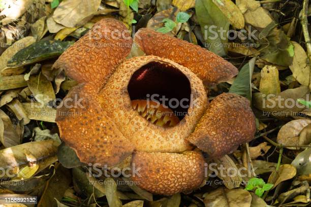 Detail Gambar Bunga Rafflesia Di Sabah Nomer 20