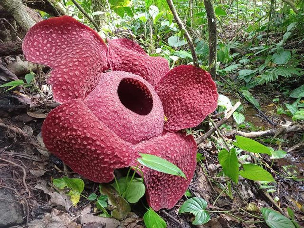 Detail Gambar Bunga Rafflesia Di Sabah Nomer 21