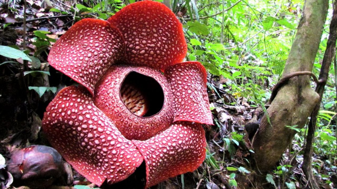 Detail Gambar Bunga Rafflesia Di Sabah Nomer 25