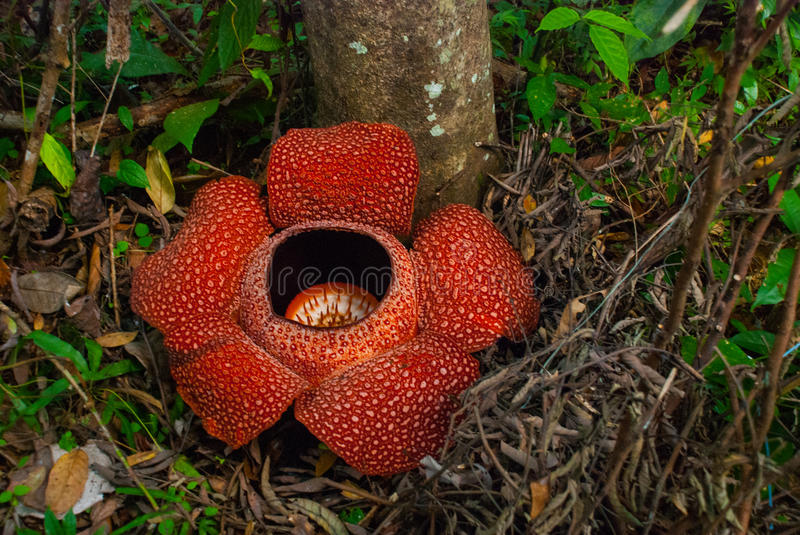 Detail Gambar Bunga Rafflesia Di Sabah Nomer 27