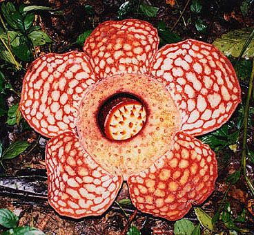 Detail Gambar Bunga Rafflesia Di Sabah Nomer 33