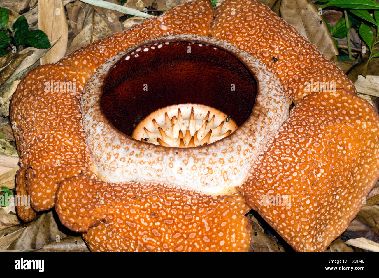 Detail Gambar Bunga Rafflesia Di Sabah Nomer 35