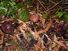 Detail Gambar Bunga Rafflesia Di Sabah Nomer 37