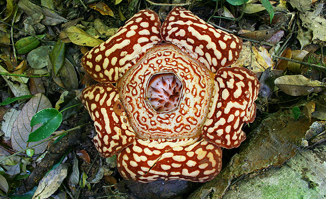 Detail Gambar Bunga Rafflesia Di Sabah Nomer 5