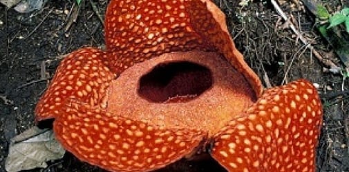 Detail Gambar Bunga Rafflesia Di Sabah Nomer 47