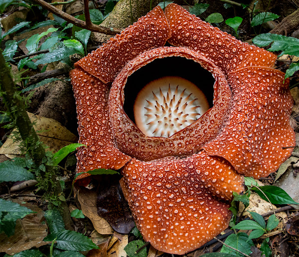 Detail Gambar Bunga Rafflesia Di Sabah Nomer 48