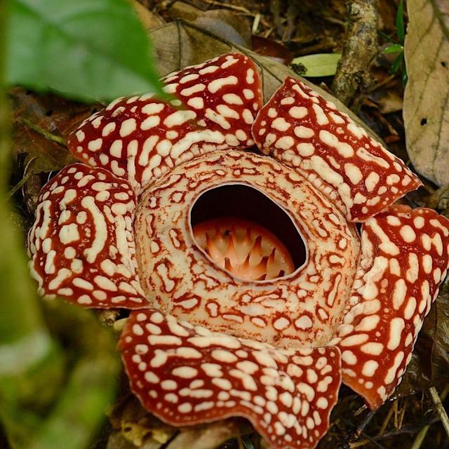 Detail Gambar Bunga Rafflesia Di Sabah Nomer 51