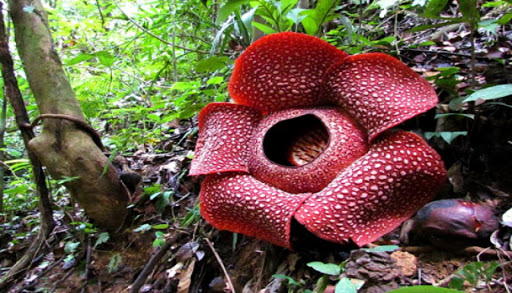 Detail Gambar Bunga Rafflesia Di Sabah Nomer 9