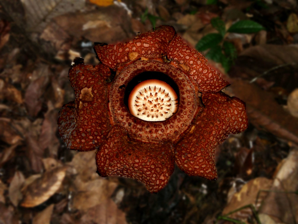 Detail Gambar Bunga Rafflesia Di Sabah Nomer 10