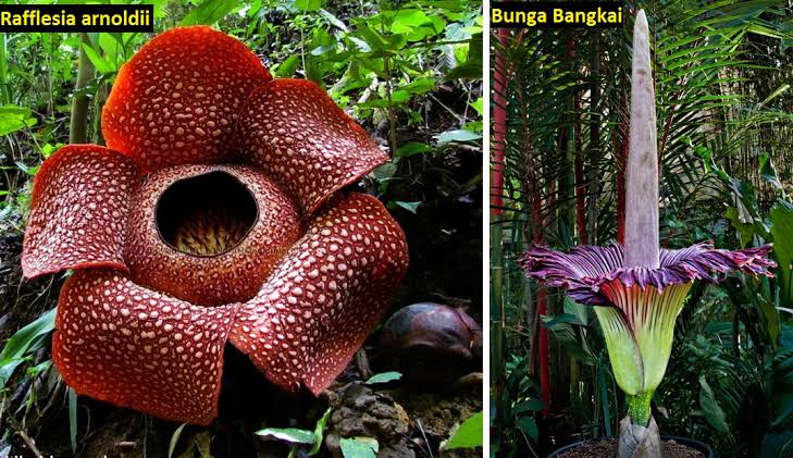 Detail Gambar Bunga Raflesia Arnoldi Nomer 38