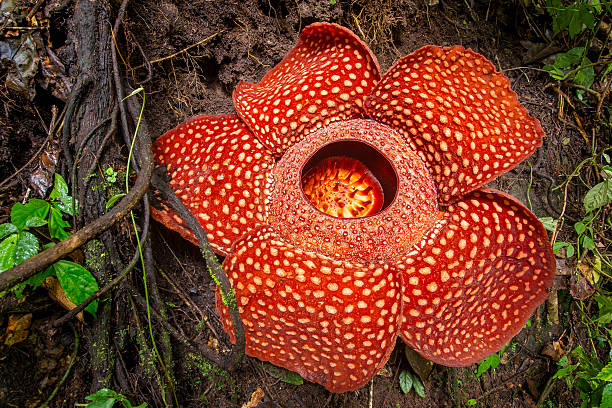 Detail Gambar Bunga Raflesia Arnoldi Dan Bunga Bangkai Nomer 15