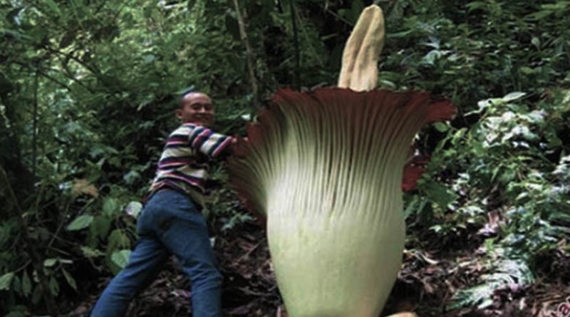 Detail Gambar Bunga Raflesia Dan Letak Bunga Ini Biasanya Nomer 22