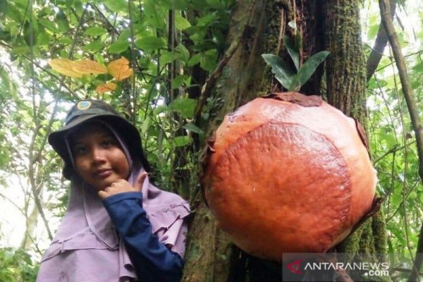 Detail Gambar Bunga Raflesia Dan Letak Bunga Ini Biasanya Nomer 23