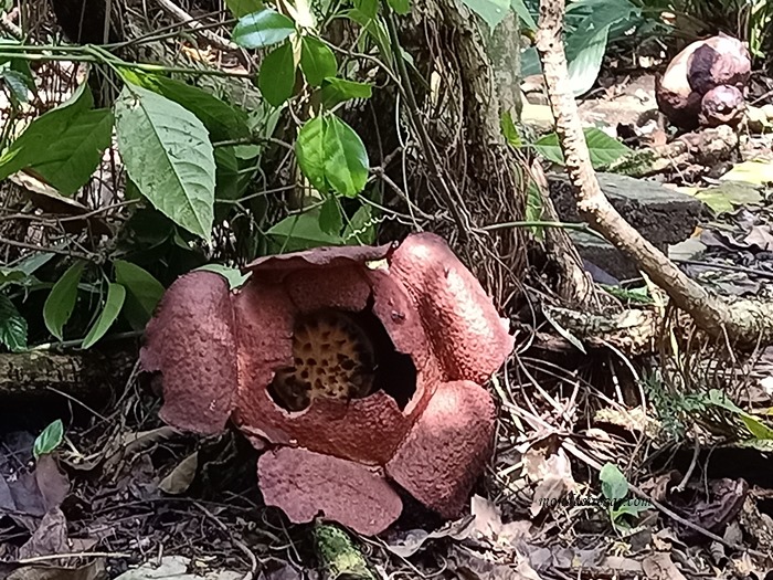 Detail Gambar Bunga Raflesia Dan Letak Bunga Ini Biasanya Nomer 40