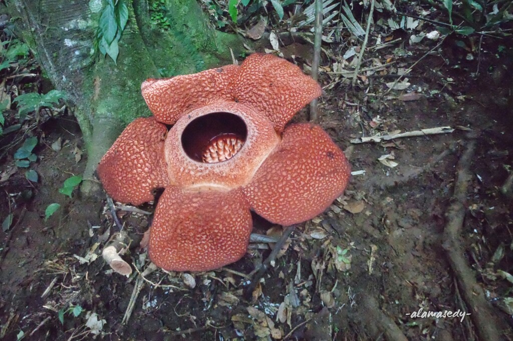 Detail Gambar Bunga Raflesia Dan Letak Bunga Ini Biasanya Nomer 52