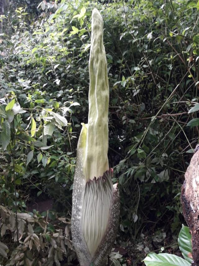 Detail Gambar Bunga Raflesia Dan Letak Bunga Ini Biasanya Nomer 54