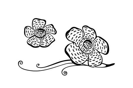 Detail Gambar Bunga Raflesia Hitam Putih Nomer 15