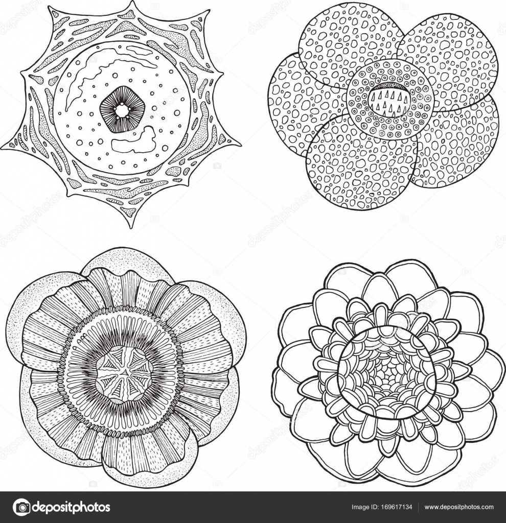Detail Gambar Bunga Raflesia Hitam Putih Nomer 16