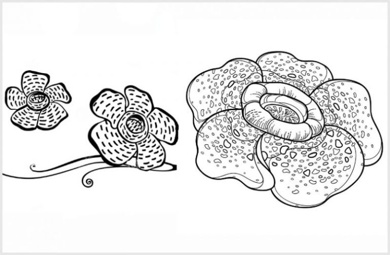 Detail Gambar Bunga Raflesia Hitam Putih Nomer 7