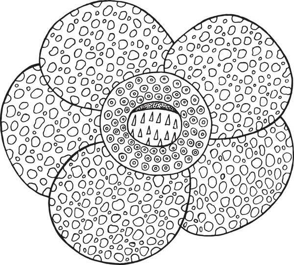 Detail Gambar Bunga Raflesia Hitam Putih Nomer 8