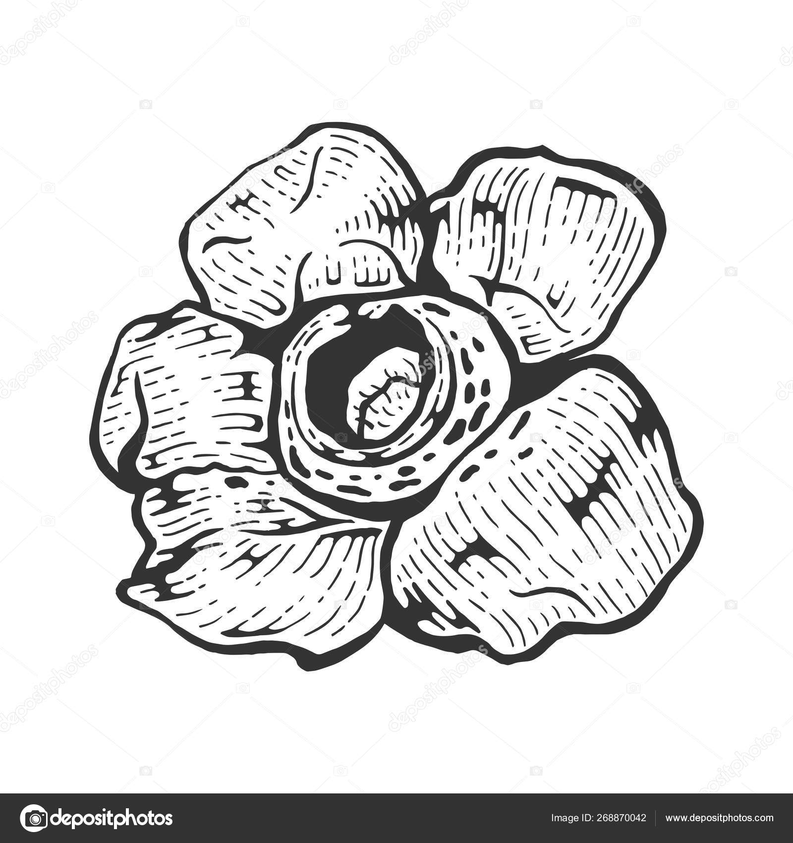 Detail Gambar Bunga Raflesia Kartun Nomer 26