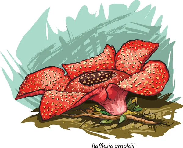Detail Gambar Bunga Raflesia Kartun Nomer 6
