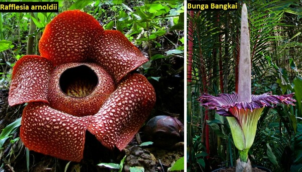 Detail Gambar Bunga Raflesia Mekar Nomer 20