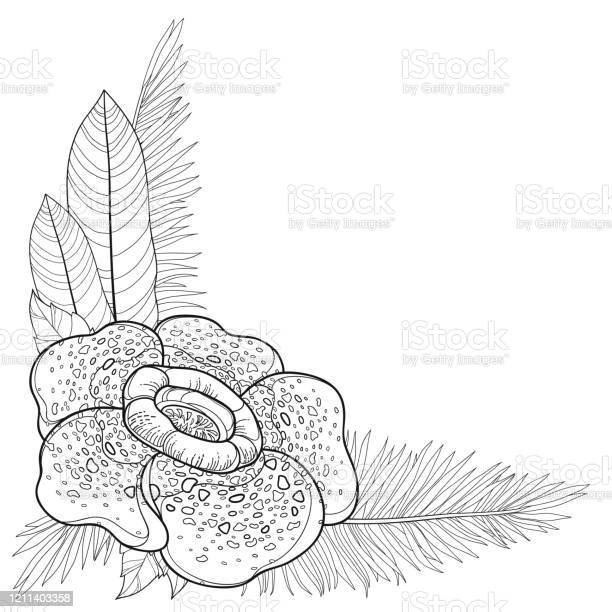 Detail Gambar Bunga Raflesia Menggunakan Pensil Nomer 12