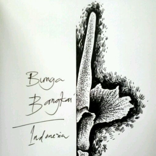 Detail Gambar Bunga Raflesia Menggunakan Pensil Nomer 29