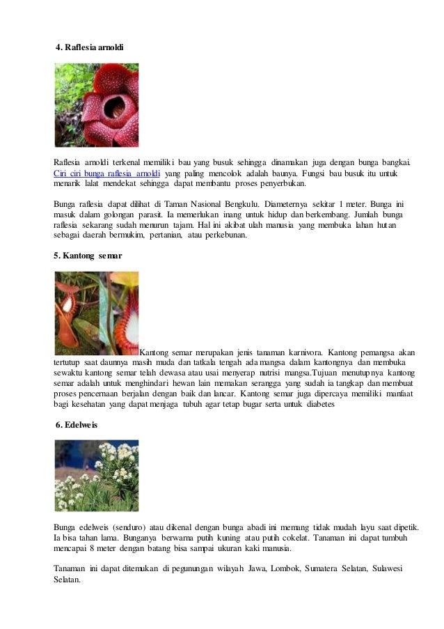 Detail Gambar Bunga Raflesia Menggunakan Pensil Nomer 36
