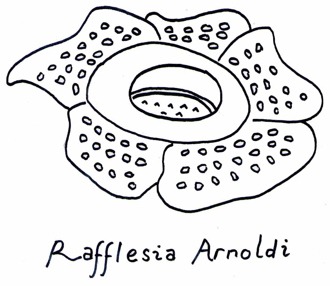Detail Gambar Bunga Raflesia Menggunakan Pensil Nomer 6