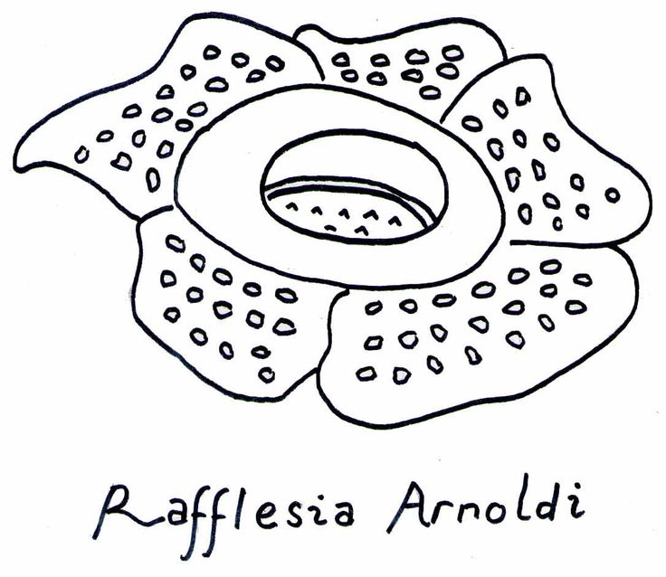 Detail Gambar Bunga Raflesia Menggunakan Pensil Nomer 7