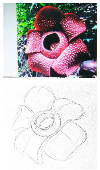 Detail Gambar Bunga Raflesia Menggunakan Pensil Nomer 9