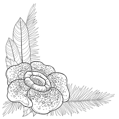 Detail Gambar Bunga Raflesia Pakai Pensil Nomer 12