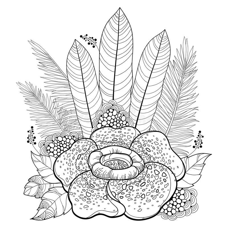 Detail Gambar Bunga Raflesia Pakai Pensil Nomer 19
