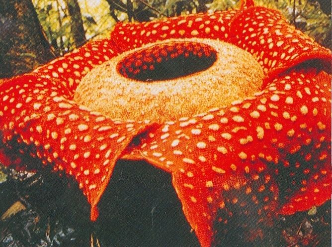 Detail Gambar Bunga Raflesia Pakai Pensil Nomer 23