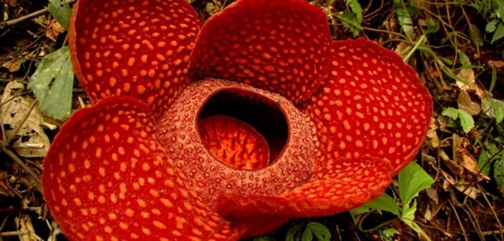 Detail Gambar Bunga Raflesia Pakai Pensil Nomer 28