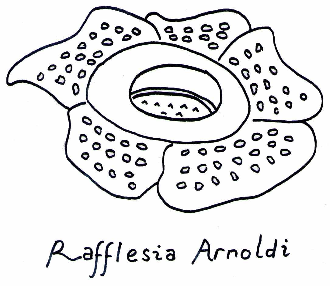 Detail Gambar Bunga Raflesia Pakai Pensil Nomer 4