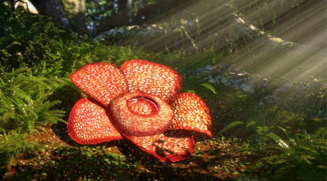 Detail Gambar Bunga Raflesia Pakai Pensil Nomer 31